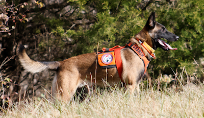 Zumi training2 400